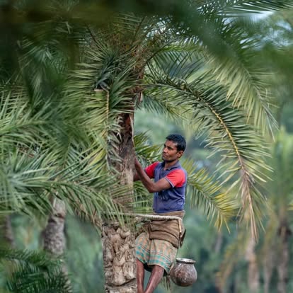 খেজুর গাছ থেকে রস সংগ্রহের প্রস্তুতি