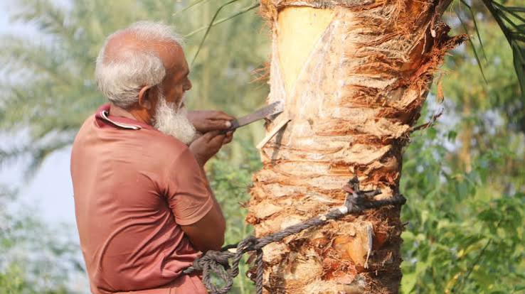 খেজুর গাছে ওঠার দৃশ্য