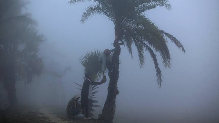 শীতের ভোরে খেজুর গাছ